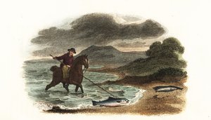 English fisherman Graham hunting salmon in the shallows mounted on horseback with a 5-meter 3-prong spear