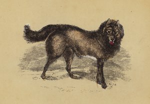 Esquimaux Dog