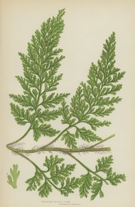 European Bristle Fern by English School