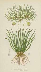 European Quillwort, Creeping Pill-Wort by English School
