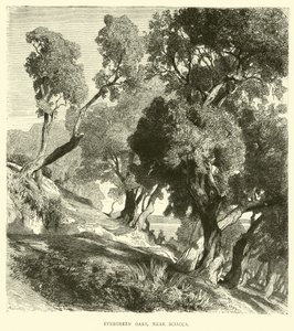 Evergreen Oaks, Near Sciacca by English School
