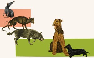 Evolution of the dog