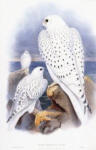 Gyrfalcon