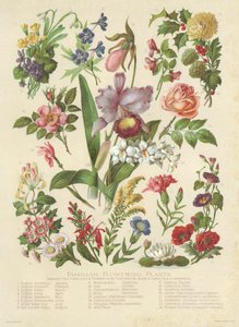 Familiar Flowering Plants