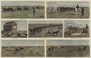 Farming on the plains of North America by English School