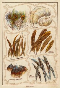Feathers by English School