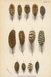 Feathers of Scotch Grouse by English School