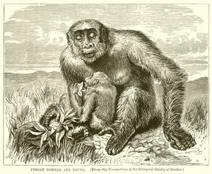 Female Gorilla and Young by English School