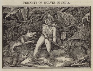 Ferocity of Wolves in India