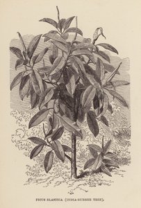 Ficus Elastica, India-Rubber Tree