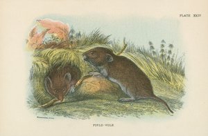 Field-Vole