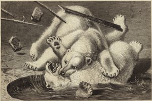 Fight Between Two Polar Bears by English School