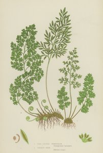 Fine Leaved Gymnogram, Parsley Fern by English School