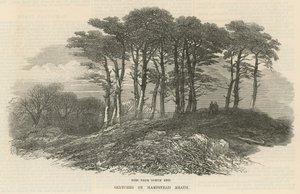 Firs near north end, Hampstead Heath by English School