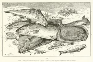 Fish by English School