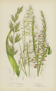 Flat Stemmed Oat Grass, Downy Oat Grass, Yellow Oat Grass, Common Reed by English School