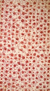 Floral Endpaper hand coloured engraving by English School