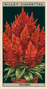 Flower Culture in Pots: Celosia