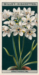 Flower Culture in Pots: Ornithogalum