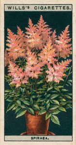 Flower Culture in Pots: Spiraea by English School