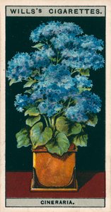 Flower Culture in Pots: Star Cineraria by English School
