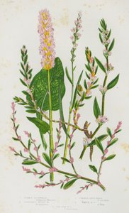Common Buckwheat, Viviparous Alpine Buckwheat, Common Knot Grass, Rays Knot Grass, Sea Side Knot Grass by English School