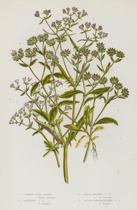 Flowering Plants of Great Britain: Common Corn Salad, Carinated Corn Salad, Sharp-Fruited Corn Salad, Smooth Narrow-Fruited Corn Salad