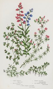 Common Milkwort, Smooth Sea-Heath, Powdery Sea-Heath, Six-Stamened Water-Wort, Eight-Stamened Water-Wort