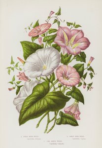 Flowering Plants of Great Britain: Field Bind-Weed, Great Bind-Weed, Sea Bind-Weed