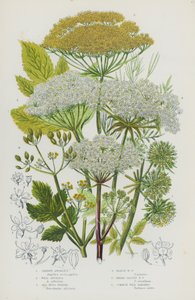 Flowering Plants of Great Britain: Garden Angelica, Wild Angelica, Sea Hogs Fennel, Marsh Hogs Fennel, Broad-Leaved Hogs Fennel, Common Wild Parsnep