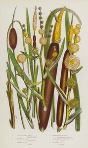 Flowering Plants of Great Britain: Great Reed Mace, Lesser Reed Mace, Dwarf Reed Mace, Branched Bur Reed, Unbranched Upright Bur Reed, Floating Bur Reed by English School