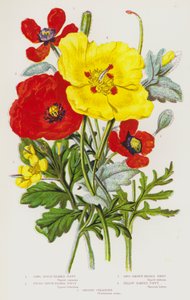 Long Rough-Headed Poppy, Round Rough-Headed Poppy, Long Smooth-Headed Poppy, Yellow Horned Poppy, Greater Celandine