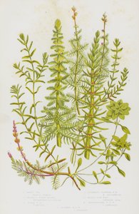 Flowering Plants of Great Britain: Mares Tall, Whorled Water Milfoil, Spiked Water Milfoil, Alternate Flowered Water Milfoil, Water Star-Wort, Pedunculated Water Star Wort, Autumnal Water Sort Wort by English School