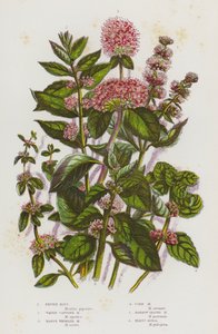 Flowering Plants of Great Britain: Peppermint, Water Capitate Mint, Marsh Whorled Mint, Corn Mint, Narrow Leaved Mint, Pennyroyal by English School