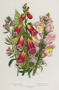 Flowering Plants of Great Britain: Purple Foxglove, Great Snap-Dragon, Lesser Snap-Dragon