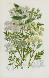 Flowering Plants of Great Britain: Rough Chervil, Tawny Fruited Chervil, Broad-Leaved Chervil, Sweet Cicely, Wild Carrot