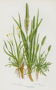 Flowering Plants of Great Britain: Sea Side Plantain, Bucks Thorn, Plantain Shoreweed by English School