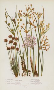 Flowering Plants of Great Britain: Soft Rush, Hard Rush, Blunt Flowered Jointed Rush, Three Leaved Rush, Round Fruited Rush, Slender Spreading Rush, Capitate Rush by English School