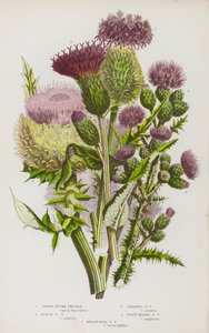 Flowering Plants of Great Britain: Spear Plume Thistle, Marsh Plume Thistle, Creeping Plume Thistle, Woolly Headed Plume Thistle, Melancholy Plume Thistle