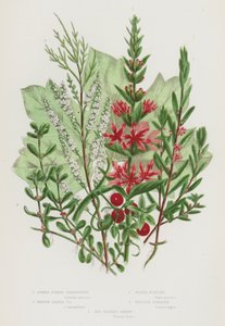 Flowering Plants of Great Britain: Spiked Purple Loosestrife, Hyssop Leaved Purple Loosestrife, Water Pursiane, English Tamarisk, Red Berried Briony
