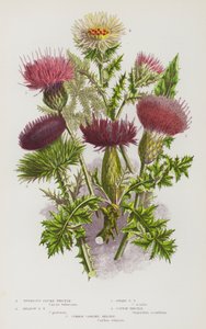 Flowering Plants of Great Britain: Tuberous Plume Thistle, Meadow Plume Thistle, Dwarf Plume Thistle, Cotton Thistle, Common Carline Thistle