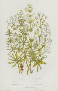 Flowering Plants of Great Britain: White Water Bed-Straw, Upright Bed-Straw, Great Hedge Bed-Straw, Cross Leaved Bed-Straw, Wall Bed-Straw, Warty Fruited Bed-Straw, Smooth Fruited Bed-Straw