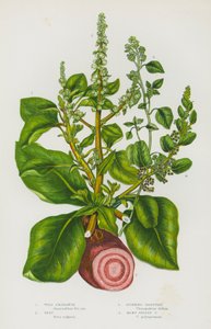 Flowering Plants of Great Britain: Wild Amaranth, Beet, Stinking Goosefoot, Many Seeded Goosefoot