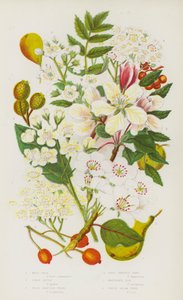 Flowering Plants of Great Britain: Wild Pear, Crab Apple, Wild Service Tree, True Service Tree, Mountain Ash, White Beam Tree