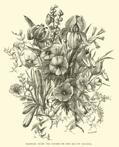 Flowers from the Shores of the Sea of Galilee by English School