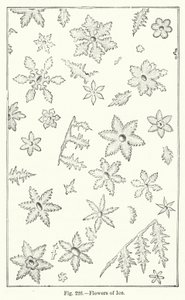 Flowers of Ice by English School