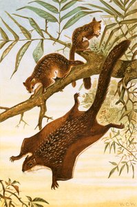 Flying Squirrel by English School