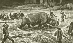 Following the Noosed Rhinoceros by English School