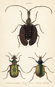 Forest caterpillar hunter, ground beetle, and violin beetle