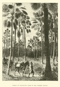 Forest of Fan-Leaved Palms in the Western Sudan